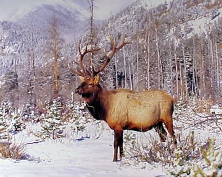 Rocky Mountain Bull Elk Big Antler Animal Wildlife Wall Decor Art Print Poster (8x10)