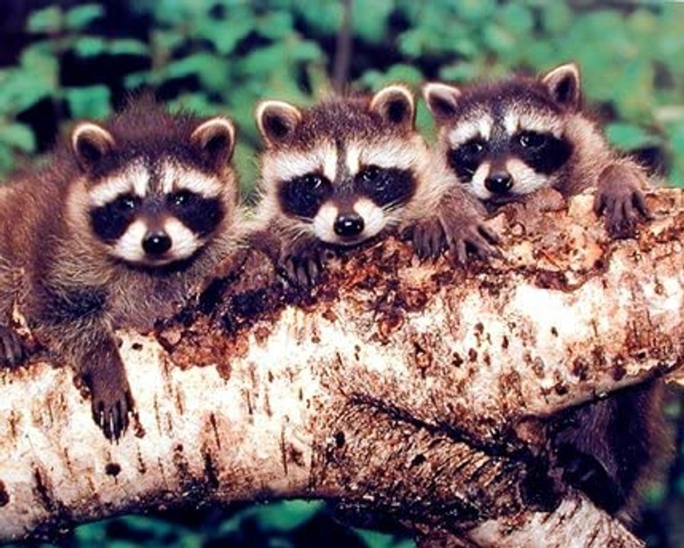 Three Raccoons Sitting On The Tree Wildlife Animal Kids Room Picture Wall Decor Art Print (8x10)