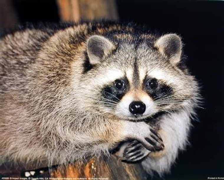 Cute Raccoon Close-up Wildlife Animal Wall Decor Picture Art Print (8x10)