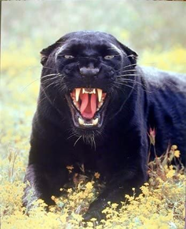 Black Panther Snarling Wild Big Cat Animal Wall Decor Picture Art Print (8x10)