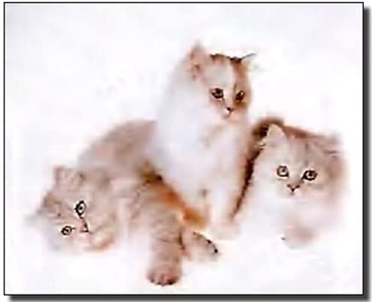 White Cute Cats Funny Kitten Animal Kids Room Art Print Poster (8x10)