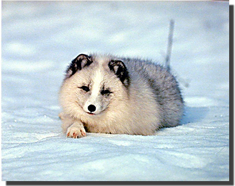 Arctic Fox in Snow Northern Nocturne Wildlife Animal Wall Decor Art Print Poster (16x20)