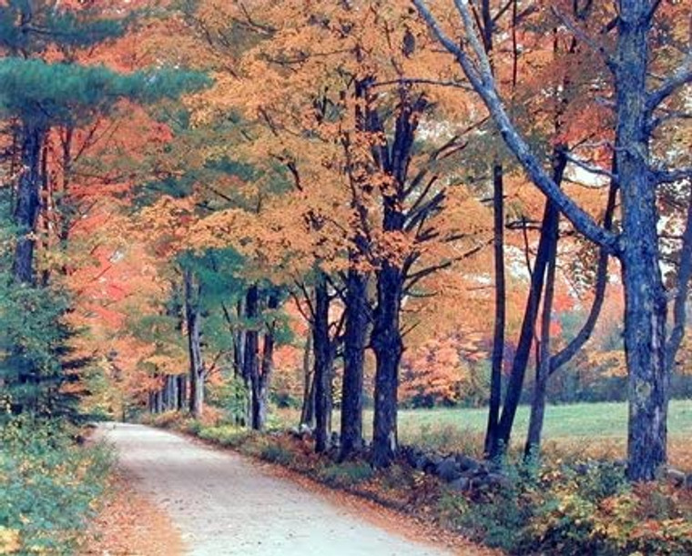 Country Forest Trees Fall Lane Autumn Scenery Wall Picture Wall Decor Art Print (16x20)