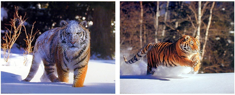  Wall Decor - Running Siberian Tiger on Snow Wild Animal Picture 16x20 Two Set Art Print Poster