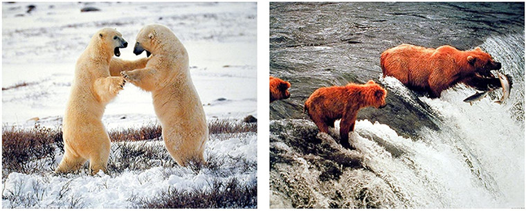 Polar Bear And Grizzly Brown Bear Fishing Wildlife Animal Nature Two Set Picture 8x10 Wall Decor Art Print Posters