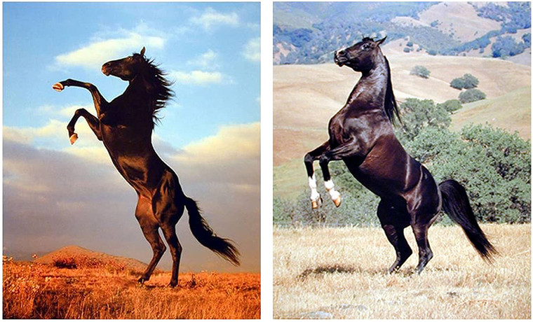  Wall Decor Art Print Wild Black Stallion Horse Rearing Wild Animal Two Set 8x10 Picture Posters