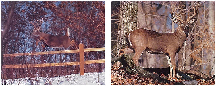  Wall Decor Picture Whitetail Buck Deer With Big Rack And Deer Jumping on the Fence Two Set Wildlife Animal Art Print Poster (8x10)