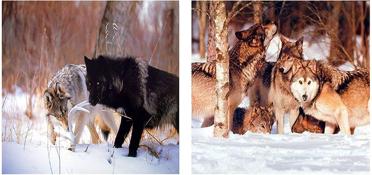 Wild Wolves Black and Gray Wolf Wildlife Animal 8x10 Two Set Picture Wall Decor Art Print Posters