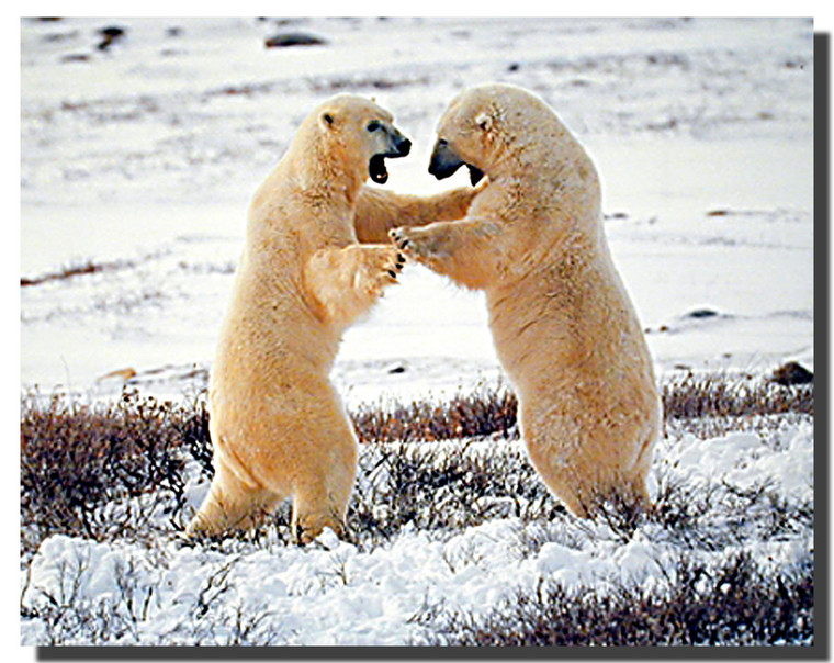 Polar Bears Fighting Poster
