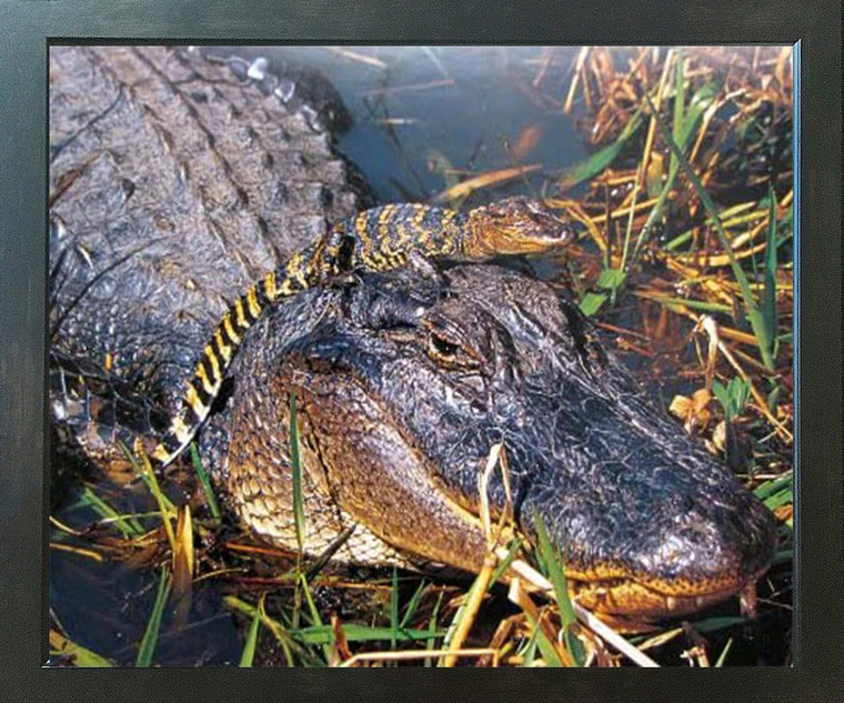 Impact Posters Gallery Alligator Mom with Baby on Head Wild Animal Wall Decor Framed Picture Art Print Picture