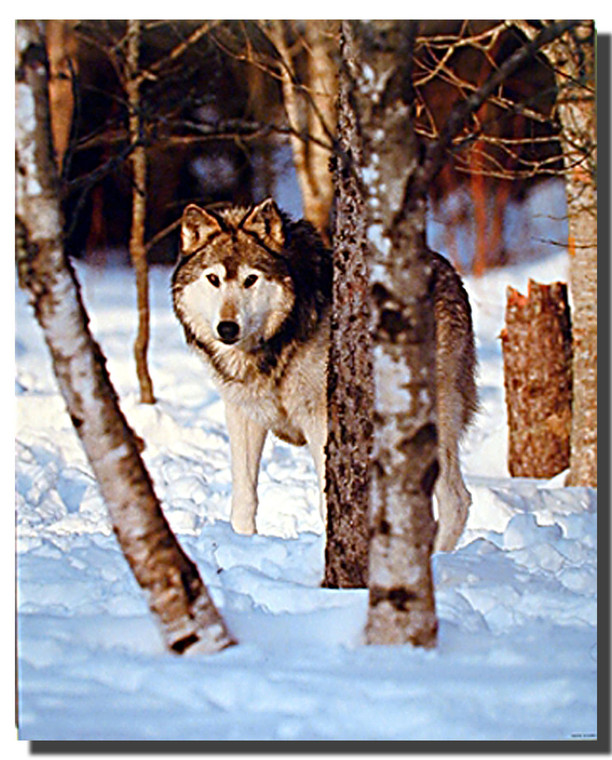 Gray Wolves in Snow Poster