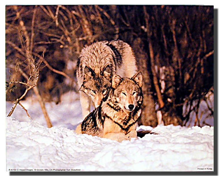 Wolf Pair Poster