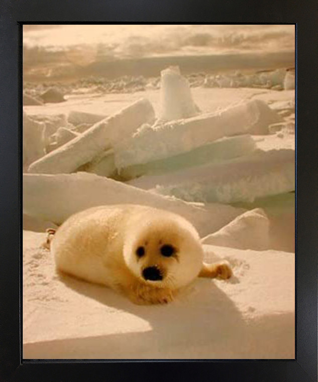 Impact Posters Gallery Cute Harp Seal in Snow Wild Animal Black Art Print Framed Wall Decor Picture