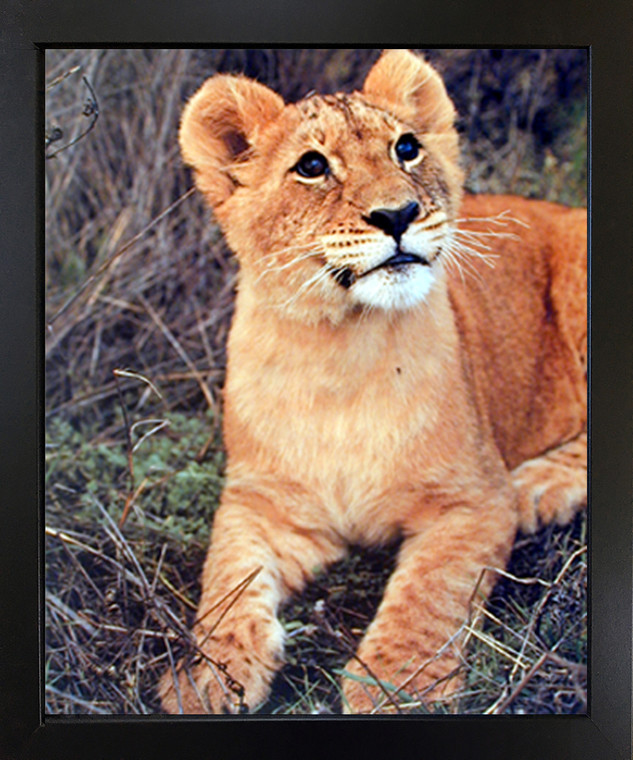 Impact Posters Gallery Lion Cub Big Cat Wild Animal Black Framed Art Print Picture Framed Wall Decoration (18x22)