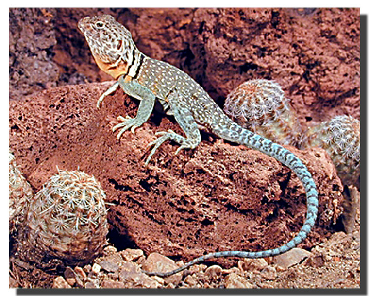 Collared Lizard Poster