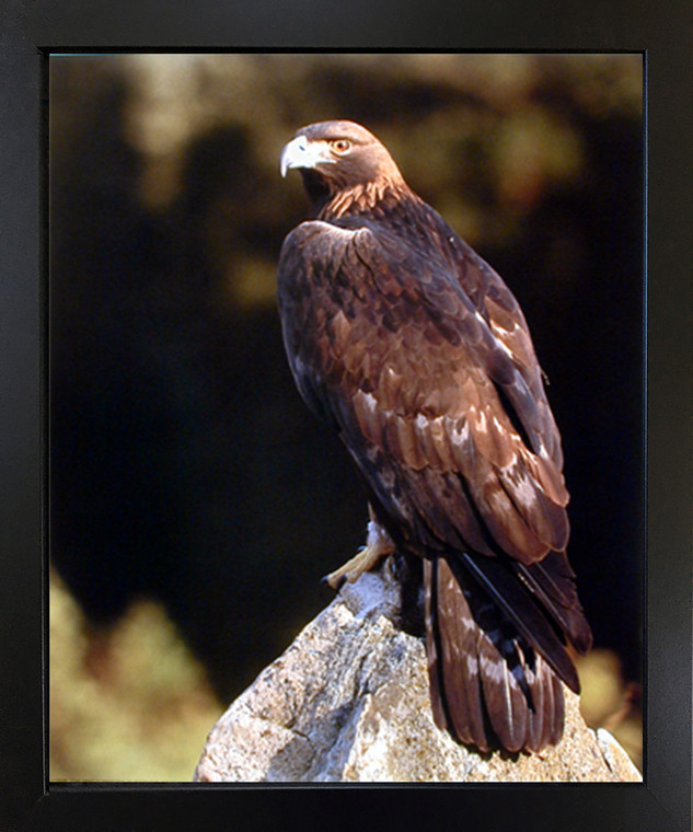 Wall Decoration Picture Golden Eagle Wildlife Animal Black Framed Art Print (18x22)