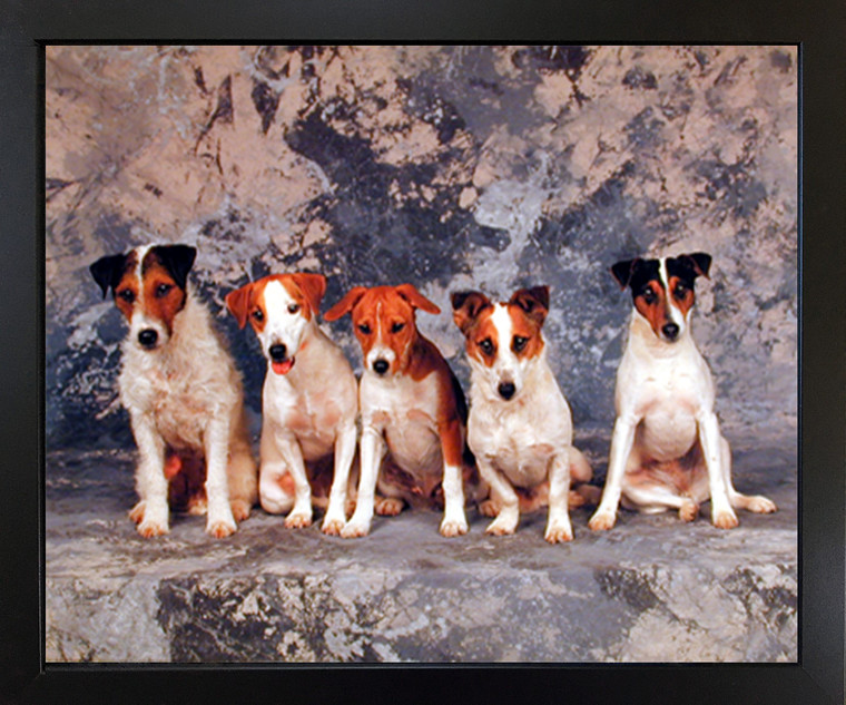 Terriers Dog  Animal Black Framed Wall Decor Art Print Picture (18x22)