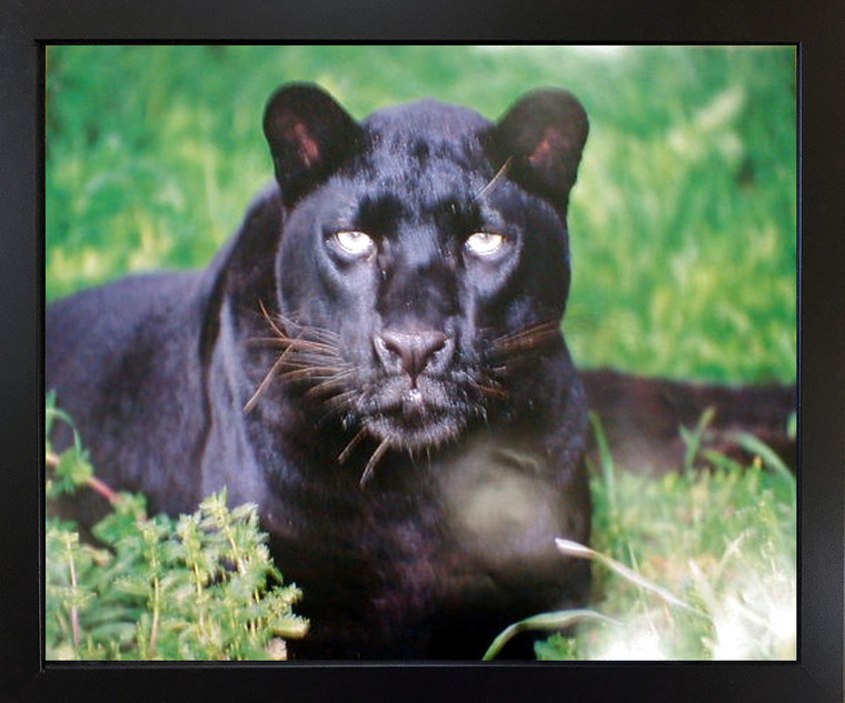 Impact Posters Gallery Black Leopard (Panther) Wall Black Framed Art Print Animal Framed Wall Decoration Picture (18x22)