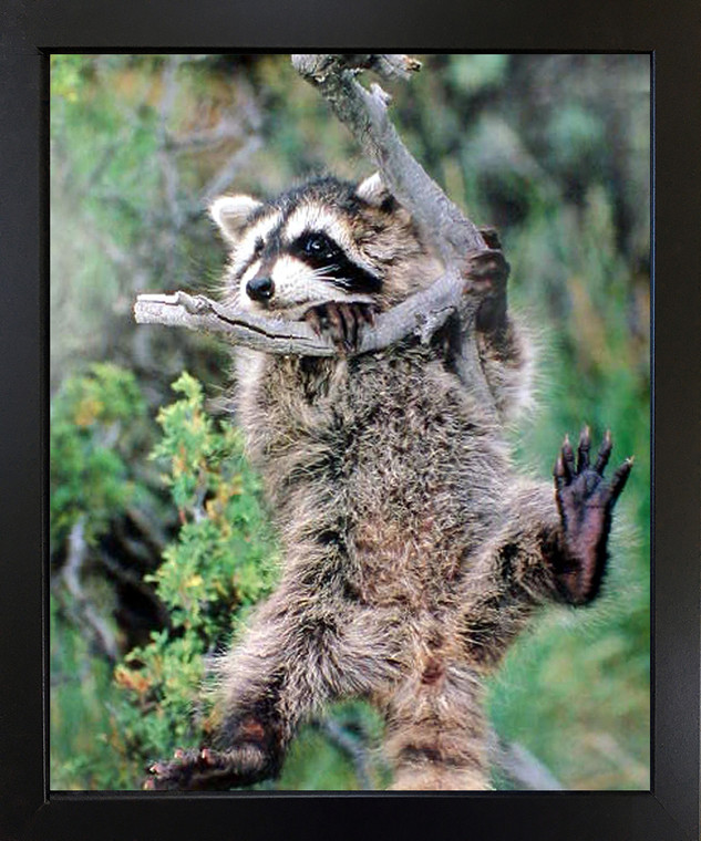 Raccoon Kit Hanging Around The Tree Wild Animal Wall Decor Black Framed Art Print Picture(18x22)