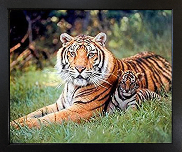 Impact Posters Gallery Tiger and Cubs Framed Wall Decoration Wildlife Animal Black Art Print Picture (18x22)