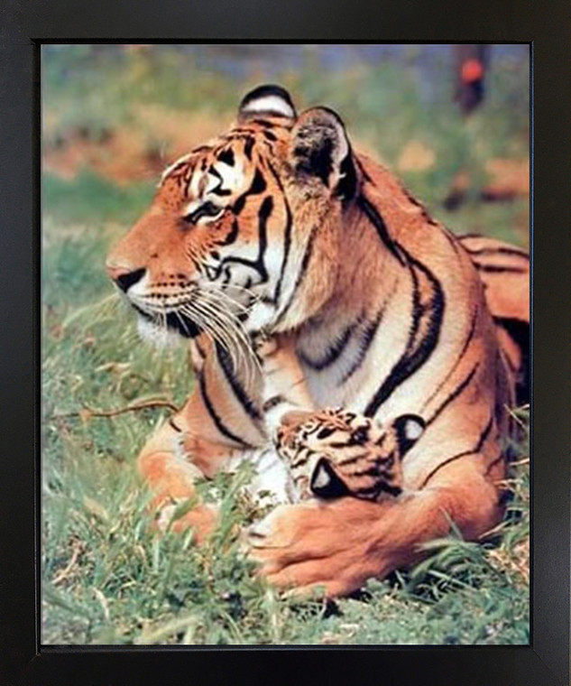Wall Decoration Picture Tiger and Cub Wildlife Animal Nature Wall Black Framed Art Print (18x22)