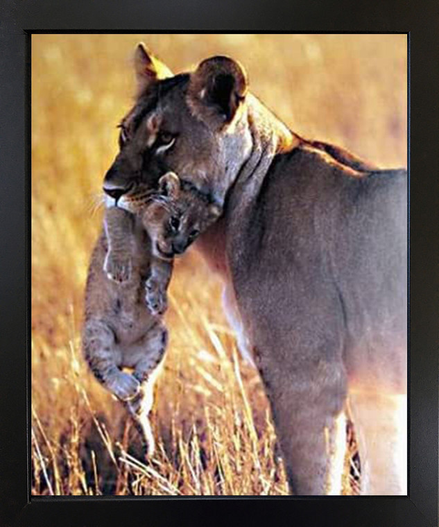 Impact Posters Gallery Lion and Cub Big Cat Wildlife Animal Black Art Print Picture Framed Wall Decor (18x22)