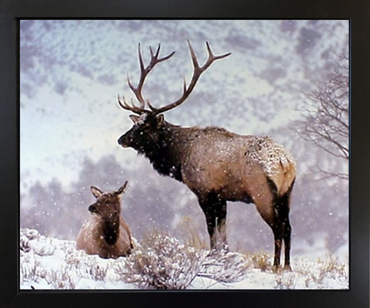 Framed Wall Decor Large Bull Elk in Snow Wild Animal Picture Black Art Print Poster (18x22)