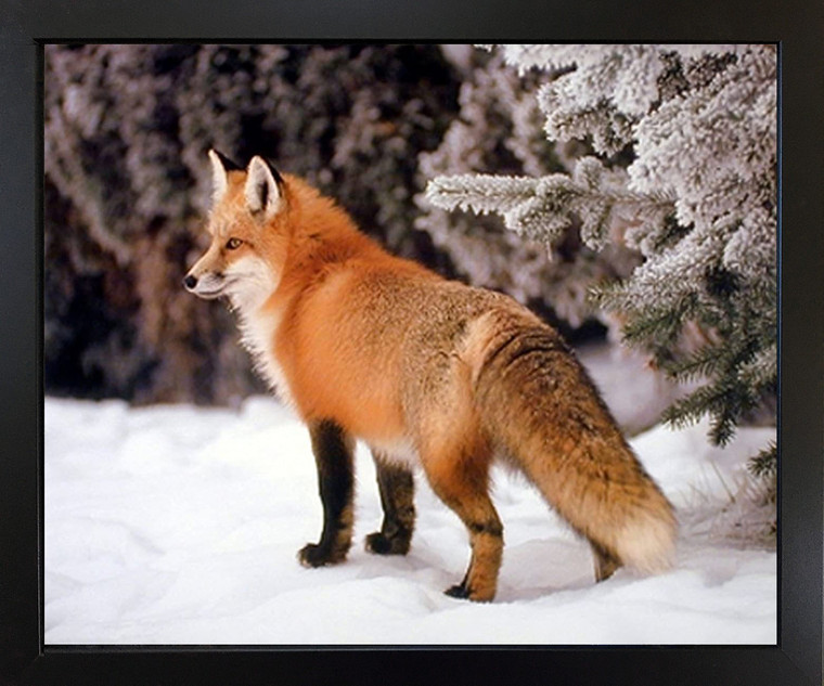 Impact Posters Gallery Red Fox in The Snow Wildlife Animal Black Framed Wall Decoration Picture Art Print (18x22)