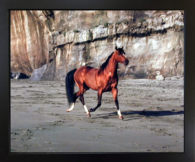 Wall Decoration Arabian Horse Running on Beach Animal Black Framed Art Print Picture (18x22)