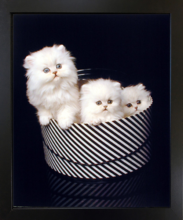 Funny Cute Cats in Hat Box Animal Wall Decor Black Framed Art Print Picture (18x22)