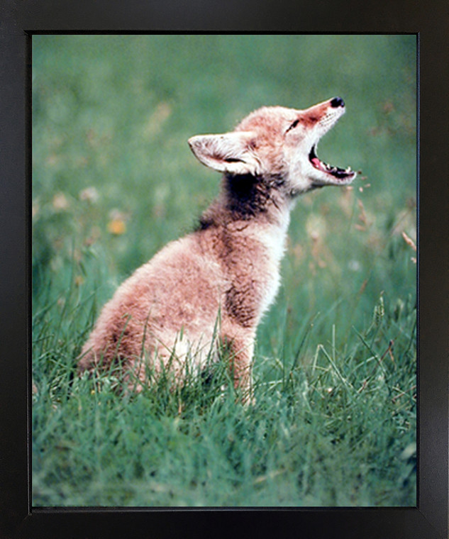 Coyote Pup Howling Wildlife Wall Decor Black Framed Picture Art Print (18x22)