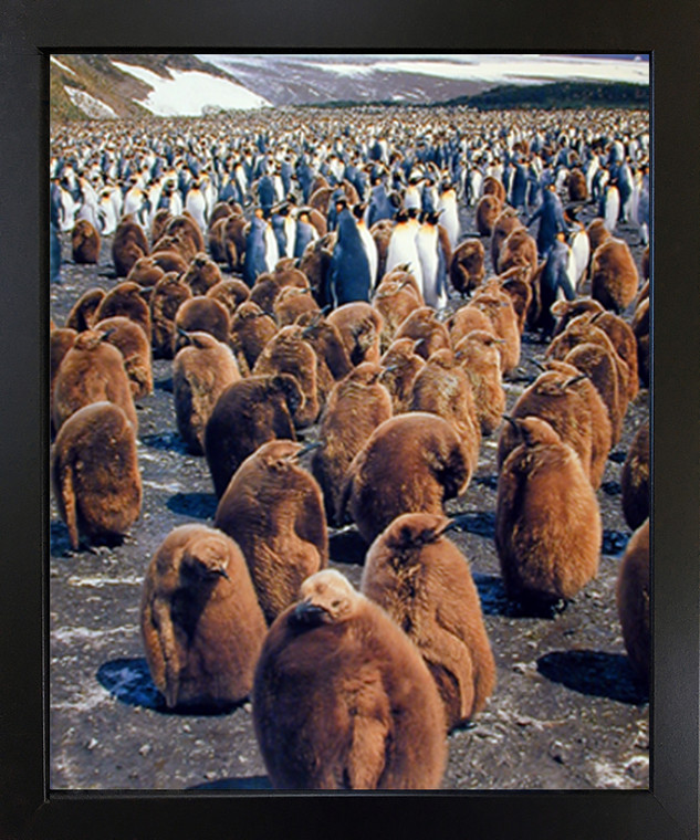 Impact Posters Gallery King Penguins Colony Black Framed Wildlife Wall Decor Art Print Picture (18x22)