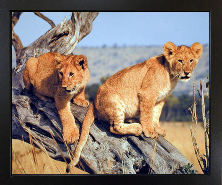Impact Posters Gallery Art Print Lion Cubs Wildlife Animal Nature Black Framed Wall Decor Poster Picture (18x22)