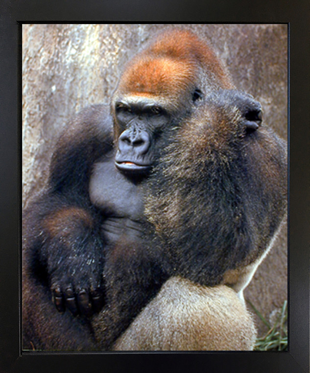 Lowland Gorilla Monkey Wild Animal Wall Decor Black Framed Picture Art Print (18x22)