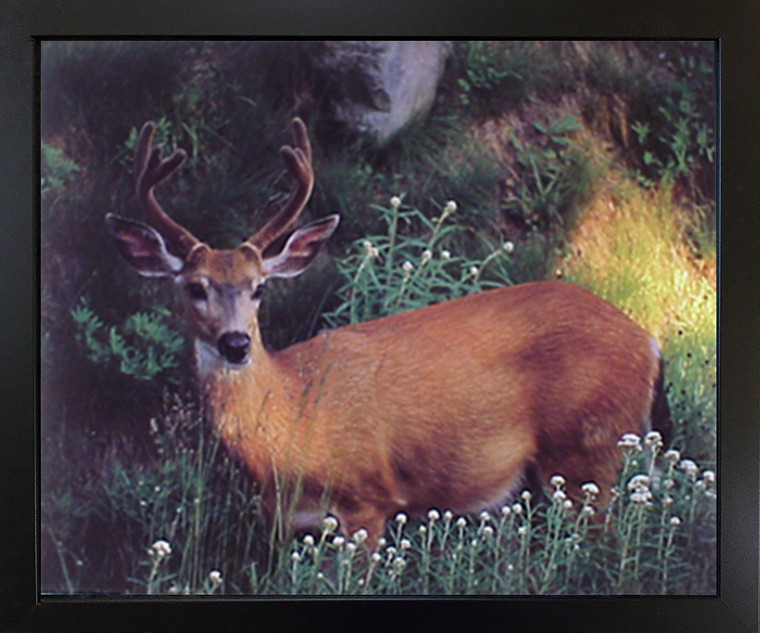 Wildlife Animal Wall Decor Whitetail Deer Picture Black Framed Art Print Poster (18x22)
