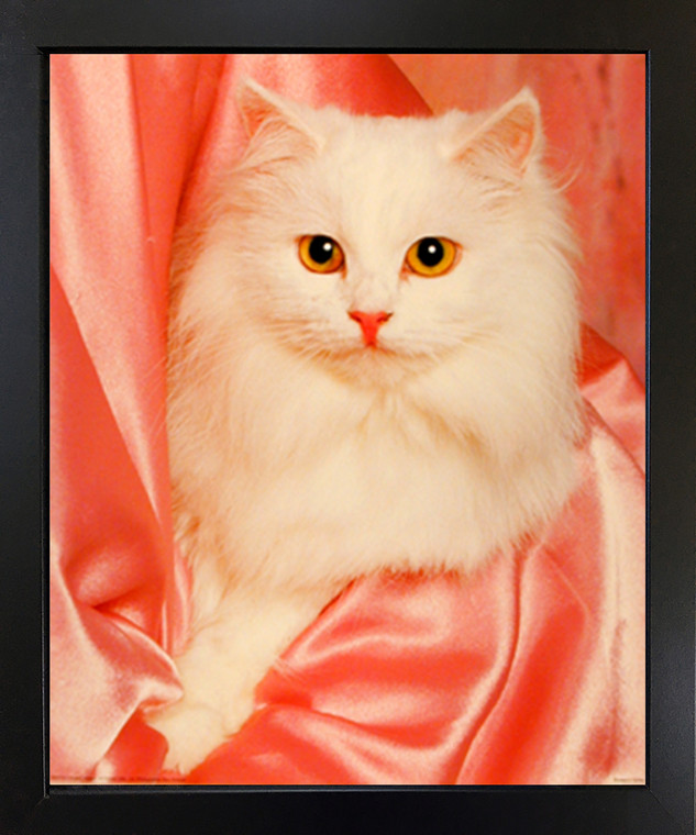 White Cute Cat in Pink Satin Kitten Animal Wall Decor Black Framed Art Print Picture(18x22)