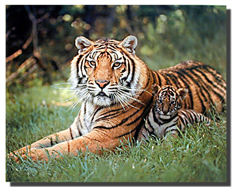 Tigress and Cub Art Print