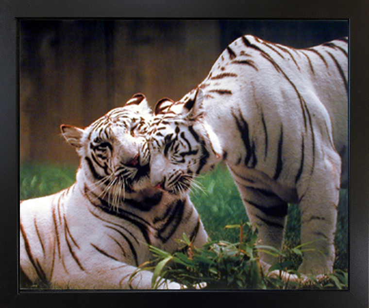 Pair of White Tiger Wildlife Animal Wall Decor Black Framed Art Print Picture (18x22)
