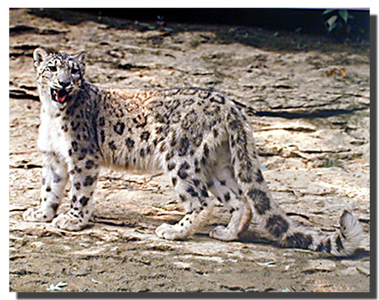 Snow Leopard Poster