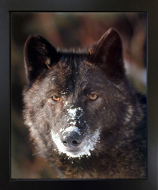 Black Wolf Close up Wildlife Animal Picture Black Framed Art Print (18x22)