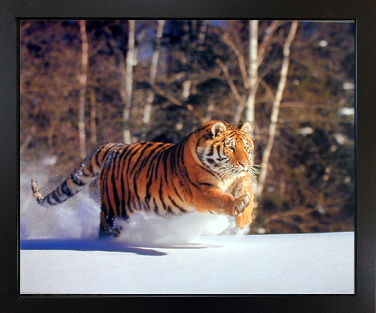 Picture Siberian Tiger Running in Snow Brakefield Wildlife Framed Wall Decor Art Print (18x22)