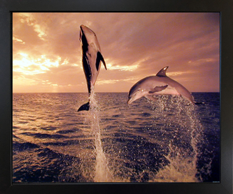 Freedom Dance  Dolphin Animal Framed Wall Decor Art Print Picture (18x22)