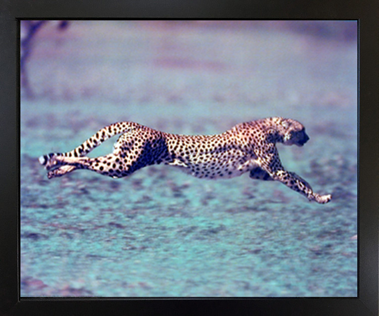 Running Cheetah Spotted Wind Wildlife Animal Black Framed Wall Decor Art Print Picture(18x22)