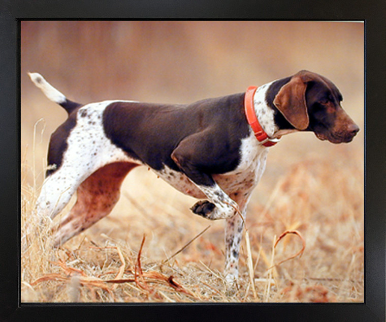 German Short Hair Pointer Dog in Field  Animal Black Framed Wall Decor Art Print Picture (18x22)