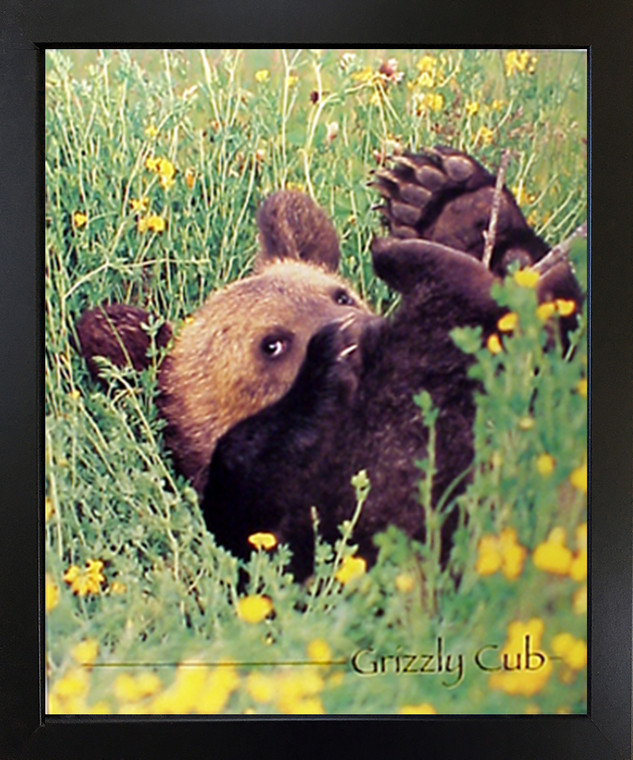 Wall Decor Framed Cute Grizzly Bear Cub Animal Black Framed Wall Decor Kids Room Art Print Picture (18x22)