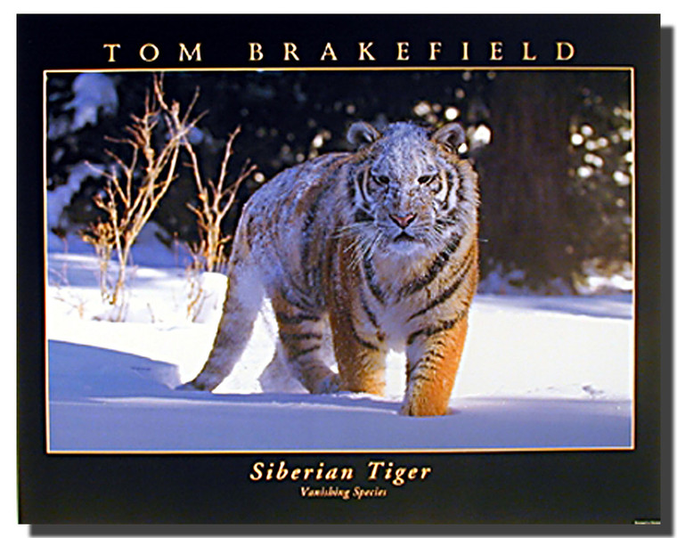 Siberian Tiger on Snow Poster