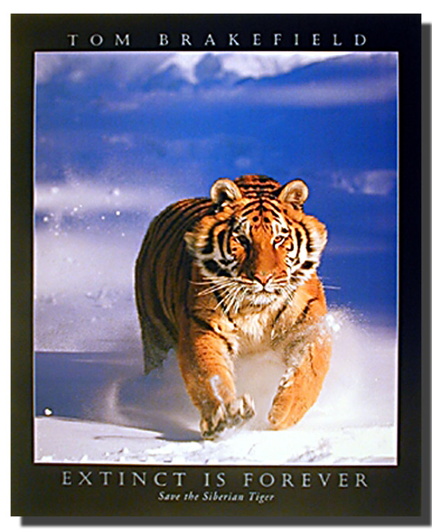 Siberian Tiger Charging Poster