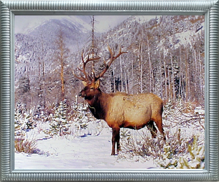 Impact Posters Gallery Big Bull Elk Antler Mountain Wildlife Animal Silver Art Print Framed Wall Decor Picture (20x24)