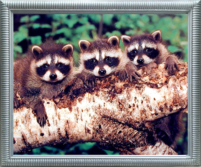 Impact Posters Gallery Wildlife Kids Room Picture Framed Wall Decoration Three Raccoon Animal Silver Art Print (18x22)