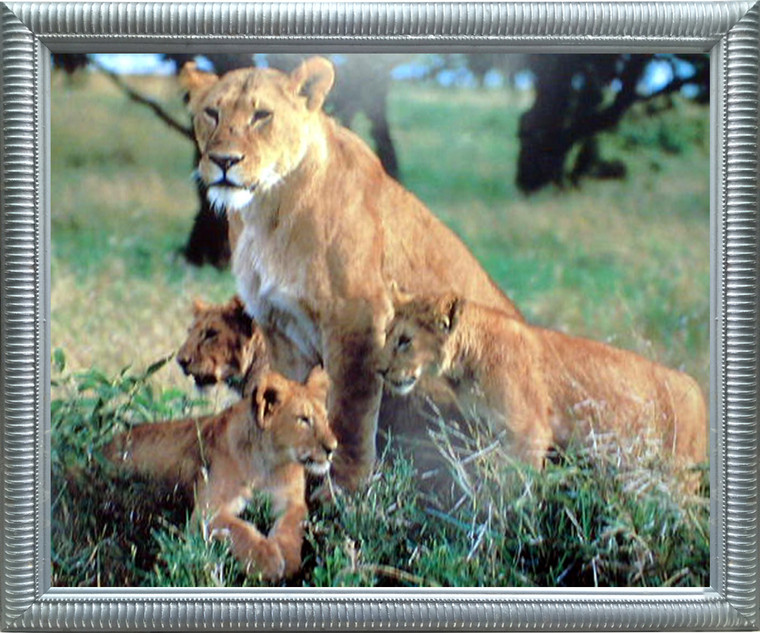 Lion cubs with Mother Schafer Wild Animal Nature Wall Decor Silver Framed Art Print Picture (20x24)